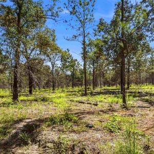 Photo #45 of 1569 DAVE PLOWDEN POND RD, Manning, SC 1,986.0 acres