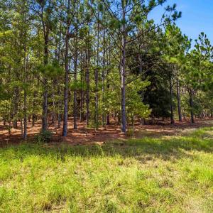 Photo #75 of 1569 DAVE PLOWDEN POND RD, Manning, SC 1,986.0 acres