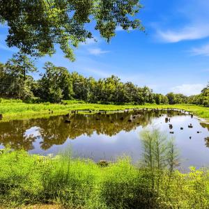 Photo #74 of 1569 DAVE PLOWDEN POND RD, Manning, SC 1,986.0 acres