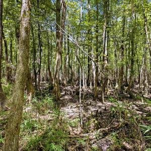 Photo #28 of 1569 DAVE PLOWDEN POND RD, Manning, SC 1,986.0 acres