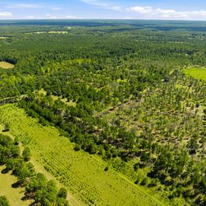 Photo #33 of 1569 DAVE PLOWDEN POND RD, Manning, SC 1,986.0 acres