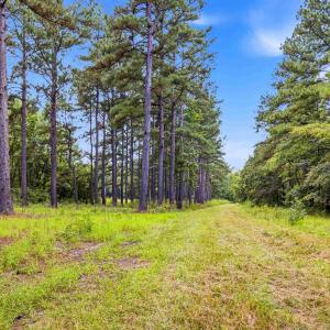 Photo #4 of 1569 DAVE PLOWDEN POND RD, Manning, SC 1,986.0 acres