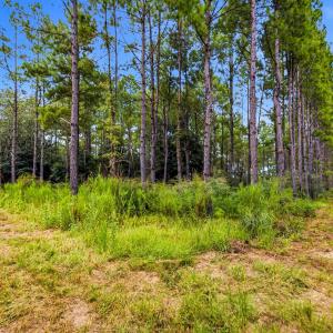 Photo #76 of 1569 DAVE PLOWDEN POND RD, Manning, SC 1,986.0 acres