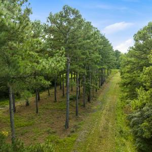 Photo #2 of 1569 DAVE PLOWDEN POND RD, Manning, SC 1,986.0 acres