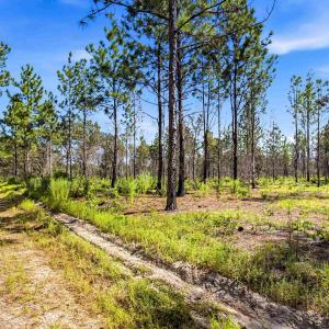 Photo #72 of 1569 DAVE PLOWDEN POND RD, Manning, SC 1,986.0 acres