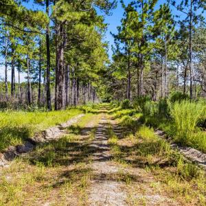 Photo #12 of 1569 DAVE PLOWDEN POND RD, Manning, SC 1,986.0 acres