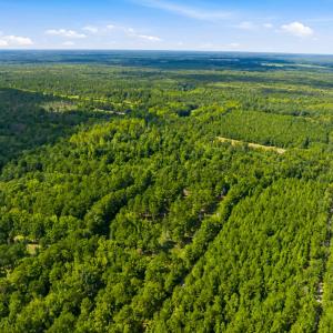Photo #37 of 1569 DAVE PLOWDEN POND RD, Manning, SC 1,986.0 acres