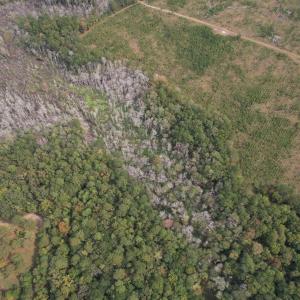 Photo #5 of 7+/- Acres Marion Church Rd., Salters, SC 7.5 acres