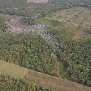 Photo #6 of 7+/- Acres Marion Church Rd., Salters, SC 7.5 acres
