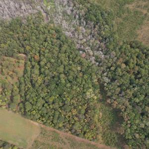 Photo #7 of 7+/- Acres Marion Church Rd., Salters, SC 7.5 acres