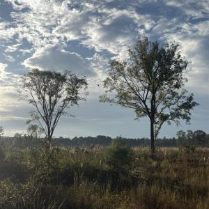 Photo #5 of TBD Terrell's Bay Rd., Marion, SC 165.0 acres