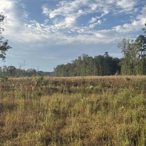 Photo #7 of TBD Terrell's Bay Rd., Marion, SC 165.0 acres