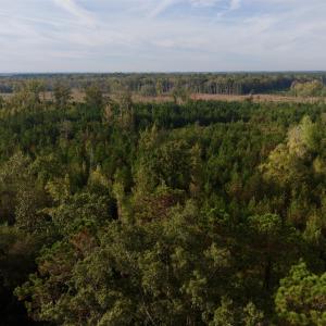 Photo #3 of TBD Terrell's Bay Rd., Marion, SC 165.0 acres