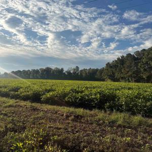Photo #6 of TBD Terrell's Bay Rd., Marion, SC 165.0 acres