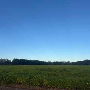 Photo #8 of TBD Terrell's Bay Rd., Marion, SC 165.0 acres