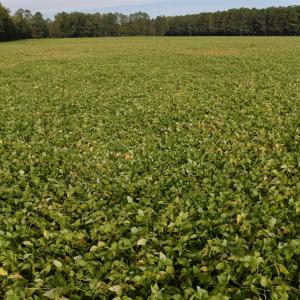 Photo #4 of TBD Terrell's Bay Rd., Marion, SC 165.0 acres