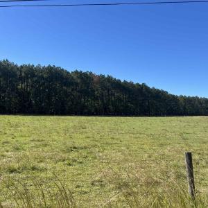 Photo #5 of Screwpin Rd, Blenheim, SC 83.4 acres
