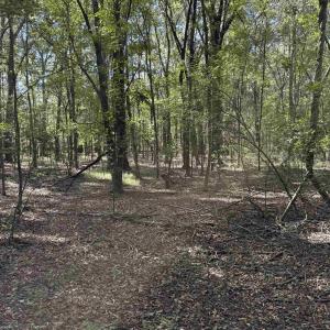 Photo #10 of  228.8 acres