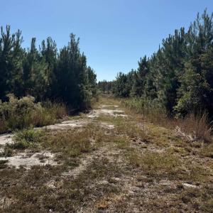 Photo #5 of  228.8 acres