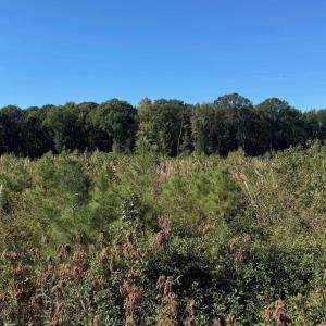 Photo #9 of  228.8 acres
