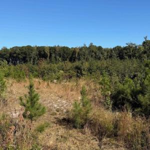 Photo #8 of  228.8 acres