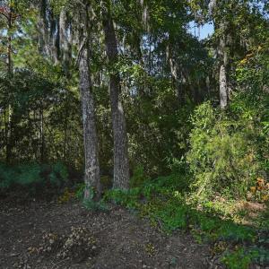 Photo #9 of 117 Seagrass Ct., Pawleys Island, SC 0.3 acres