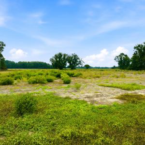 Photo #14 of Lot 3 Middle Rd., Nichols, SC 2.3 acres