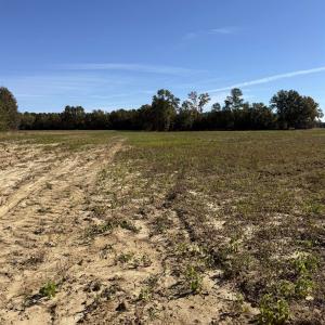 Photo #8 of TBD Methodist Church Rd., Marion, SC 30.0 acres