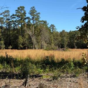 Photo #5 of TBD Methodist Church Rd., Marion, SC 30.0 acres