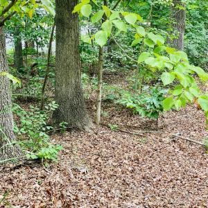 Photo #8 of SOLD property in 0 Lynchburg Salem Turnpike East, Forest, VA 4.2 acres