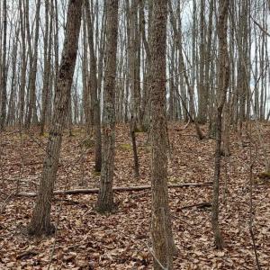 Photo #3 of Camellia Lane, Hurt, VA 5.8 acres