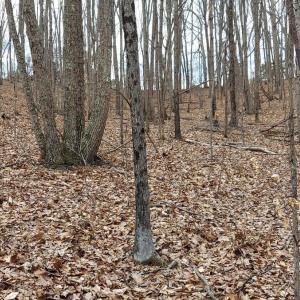 Photo #1 of Camellia Lane, Hurt, VA 5.8 acres