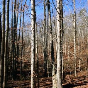 Photo #17 of SOLD property in 0 Grandmas Hill Road, Amherst, VA 105.0 acres