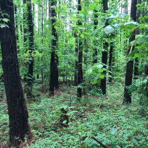 Photo #7 of SOLD property in 717 Union Hill Road, Amherst, VA 5.2 acres