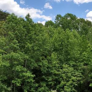 Photo #2 of JEFFERSON DAVIS HWY, SPOTSYLVANIA, VA 3.1 acres