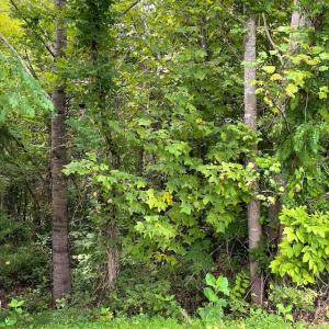 Photo #4 of Crestview Lane, Gretna, VA 1.5 acres