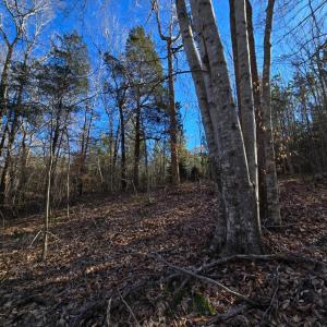 Photo #21 of Plank Road, Dillwyn, VA 30.3 acres