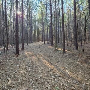 Photo #19 of Plank Road, Dillwyn, VA 30.3 acres