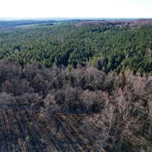 Photo #7 of Plank Road, Dillwyn, VA 30.3 acres