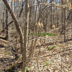 Photo #4 of Hunter Road, Brookneal, VA 5.1 acres