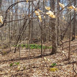 Photo #3 of Hunter Road, Brookneal, VA 5.1 acres