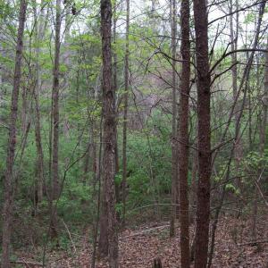 Photo #41 of Lot 361 Clear Point Run, Lynch Station, VA 3.7 acres