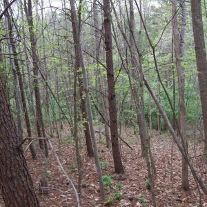 Photo #39 of Lot 361 Clear Point Run, Lynch Station, VA 3.7 acres