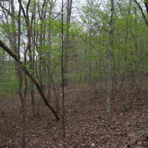 Photo #57 of Lot 361 Clear Point Run, Lynch Station, VA 3.7 acres