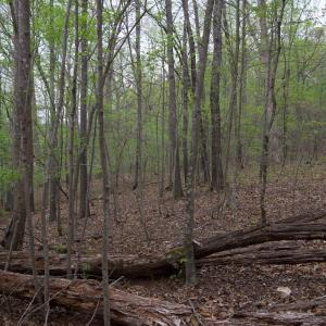 Photo #59 of Lot 361 Clear Point Run, Lynch Station, VA 3.7 acres