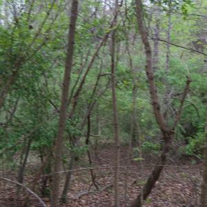 Photo #40 of Lot 361 Clear Point Run, Lynch Station, VA 3.7 acres