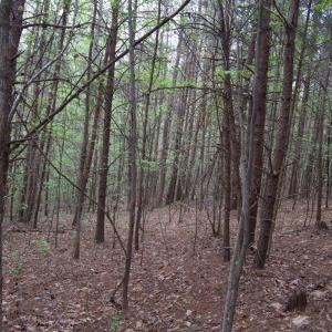Photo #67 of Lot 361 Clear Point Run, Lynch Station, VA 3.7 acres