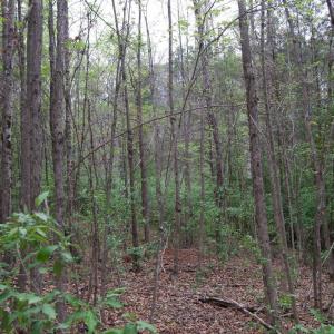 Photo #38 of Lot 361 Clear Point Run, Lynch Station, VA 3.7 acres