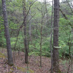 Photo #49 of Lot 361 Clear Point Run, Lynch Station, VA 3.7 acres