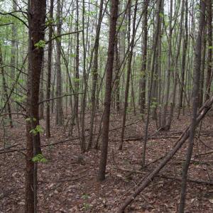 Photo #62 of Lot 361 Clear Point Run, Lynch Station, VA 3.7 acres